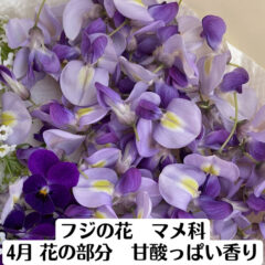 藤の花　マメ科　４月　花の部分　甘酸っぱい香り