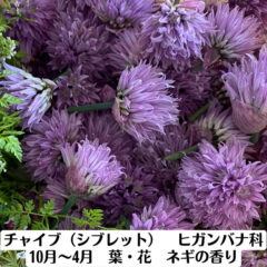 チャイブ（シブレット）　ヒガンバナ科　10月～4月　葉・花　ネギの香り