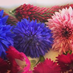 コーンフラワー　キク科　4月～5月　花びらのみ