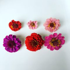ジニア　キク科　7月~10月　利用部位：花びらのみ