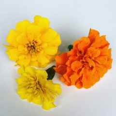 フレンチマリーゴールド　キク科　5月～11月　利用部位：花びらのみ