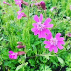 フクロナデシコ　ナデシコ科　4月～5月　花の部分