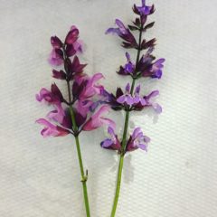 コモンセージ　シソ科　5月　花の部分