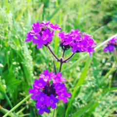 バーベナ　クマツヅラ科　5月～１０月　花の部分のみ