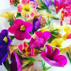 カリブラコア　ナス科　6月～１０月　花の部分