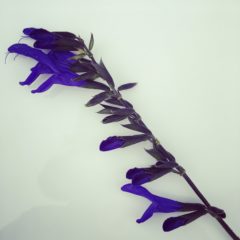 メドウセージ　シソ科　5月～１０月　花の部分のみ