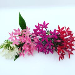ペンタス　アカネ科　７月～11月　利用部位：花の部分のみ
