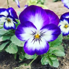 ビオラ　スミレ科　11月～5月　花の部分