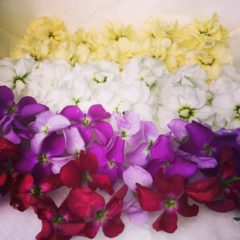 ストック　アブラナ科　11月～4月　花の部分