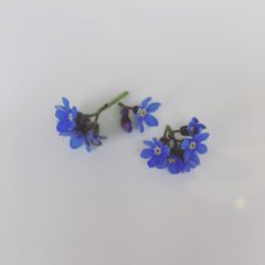 ワスレナグサ　ムラサキ科　3月～4月　花の部分